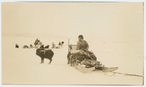 Image of Young musk ox tied to Etook-a-shoo's sledge